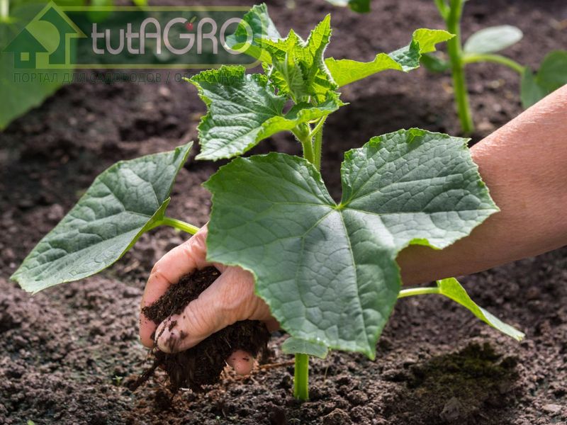 Пучковые огурцы, к тому же бывают как пчелоопыляемыми, так и партенокарпическими гибридами - AGROzen