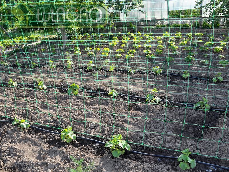 Если завязи не формируются несмотря на созданные условия, это может быть связано с внешними факторами - AGROzen