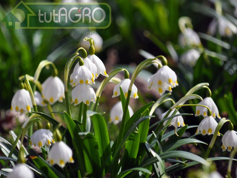 Весенняя снежинка - AGROzen