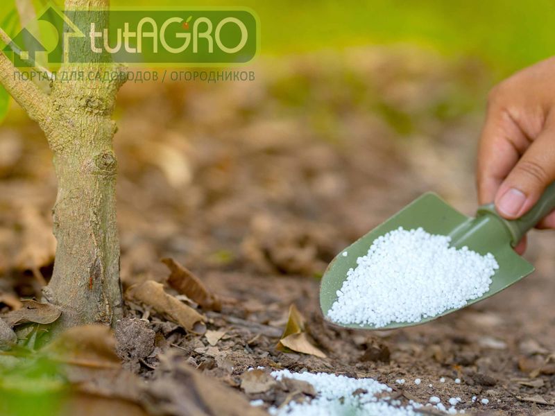 Кормить сад азотными удобрениями в весенний период вообще не рационально - AGROzen