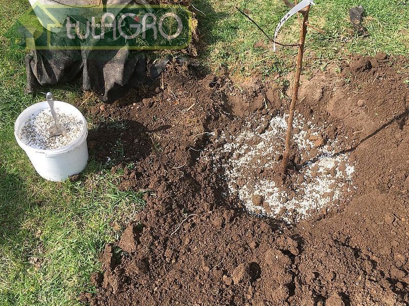 Правила подкормки сада - AGROzen