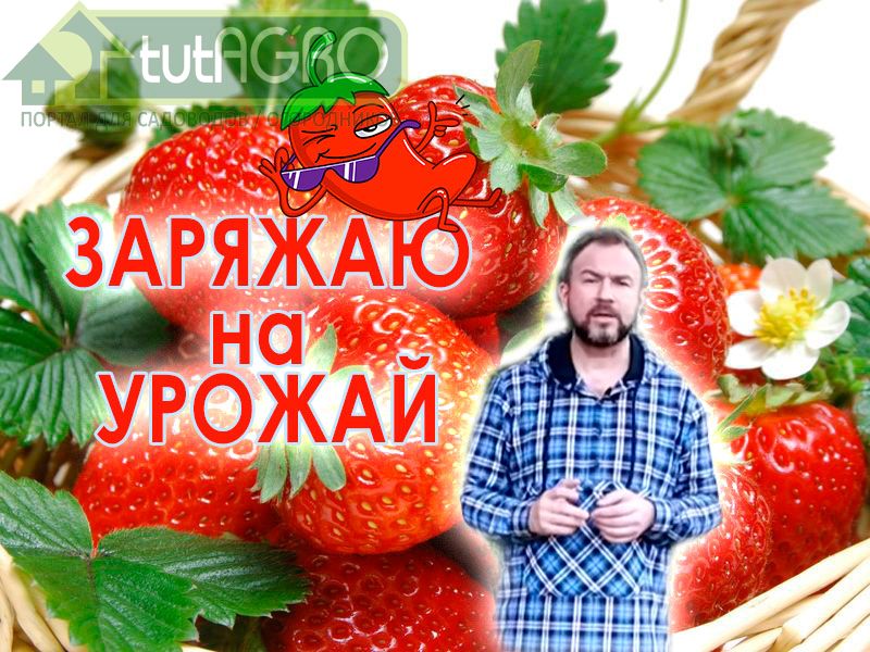 Весенние подкормки очень важны - ведь они заряжают сад и огород на большой урожай. Зарядить грядки и сад на урожай поможет сульфат аммония. Почему именно это удобрение и как его использовать - смотрите в этом выпуске. Самое весеннее удобрение!