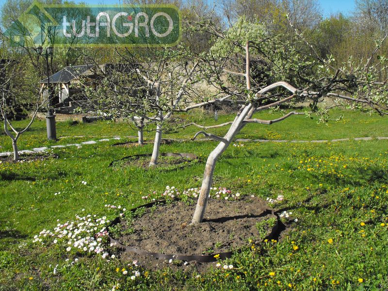 Чем обработать сад весной? - AGROzen