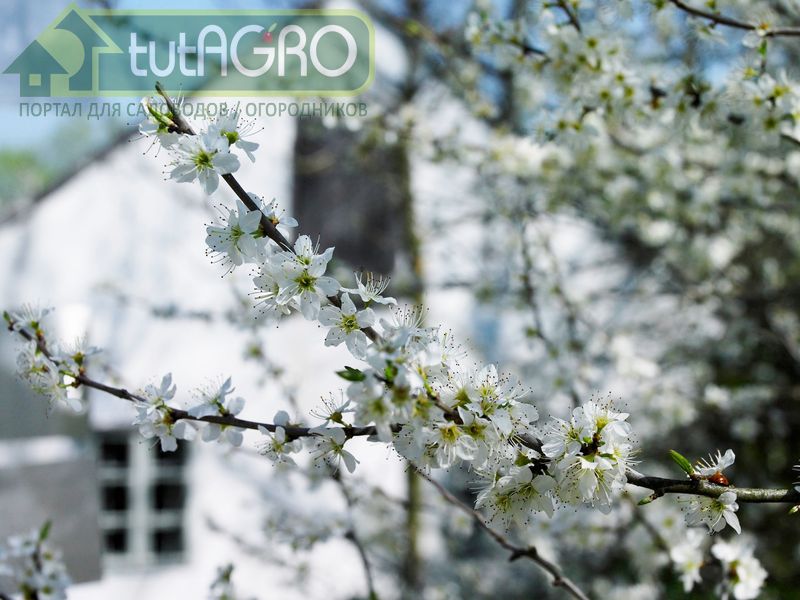 Не забудьте провести луночную подкормку - AGROzen