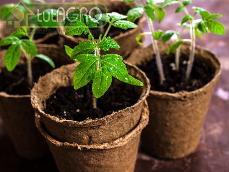Выращиваете рассаду в торфе? - AGROzen
