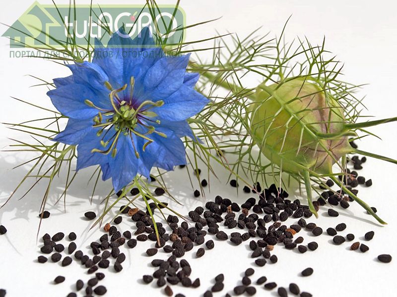 С конца августа созревают и готовы к уборке семена нигеллы – черный тмин - AGROzen