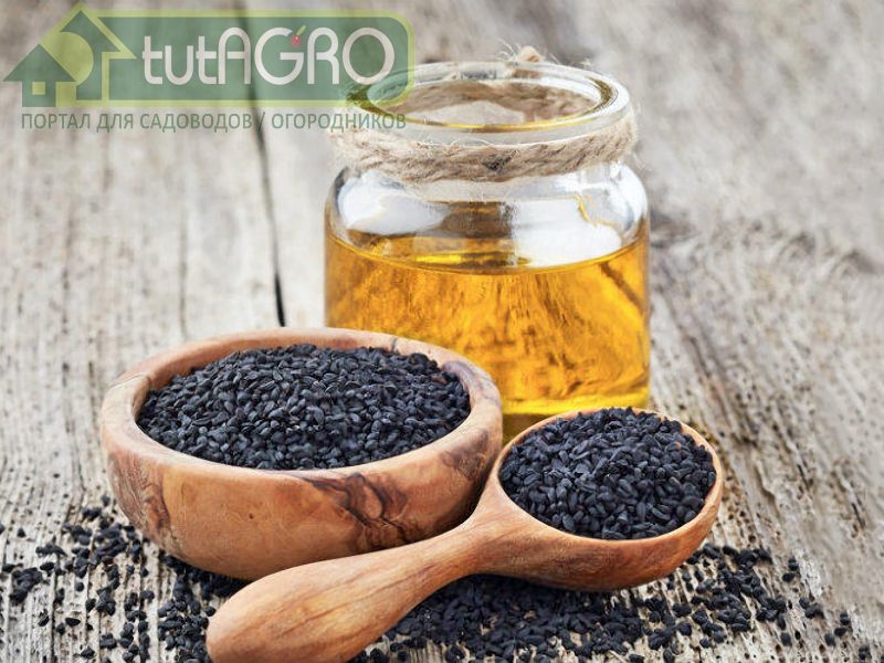 Нигелла или Чернушка - AGROzen