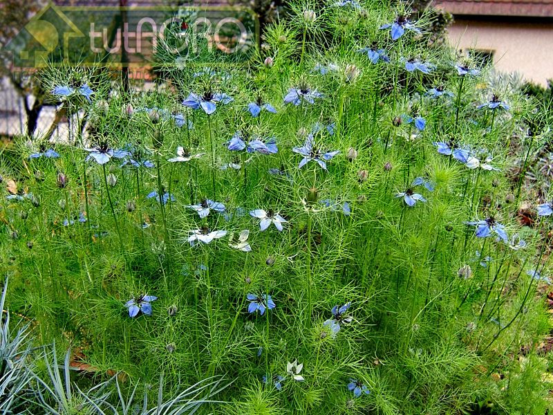 Черный тмин обладает уникальными целебными свойствами - AGROzen