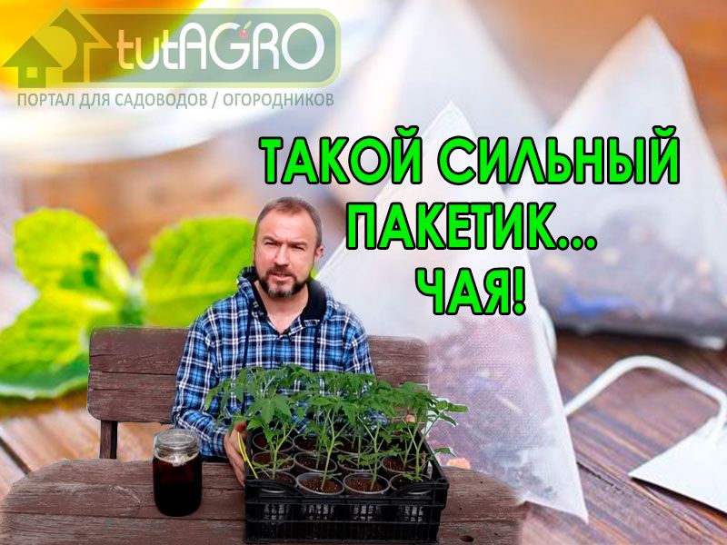 Дезинфицирующие свойства чая известны издавна. Но как использовать чай для выращивания рассады и урожая? Как не навредить чаем рассаде - смотрите в видео. Как правильно использовать чай для рассады
