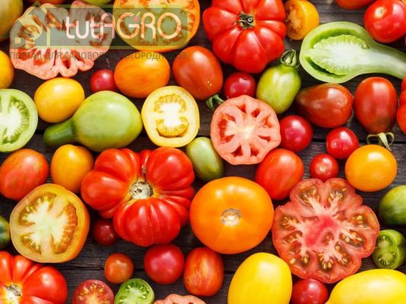 Подкормка томата от рассады до сбора урожая - AGROzen