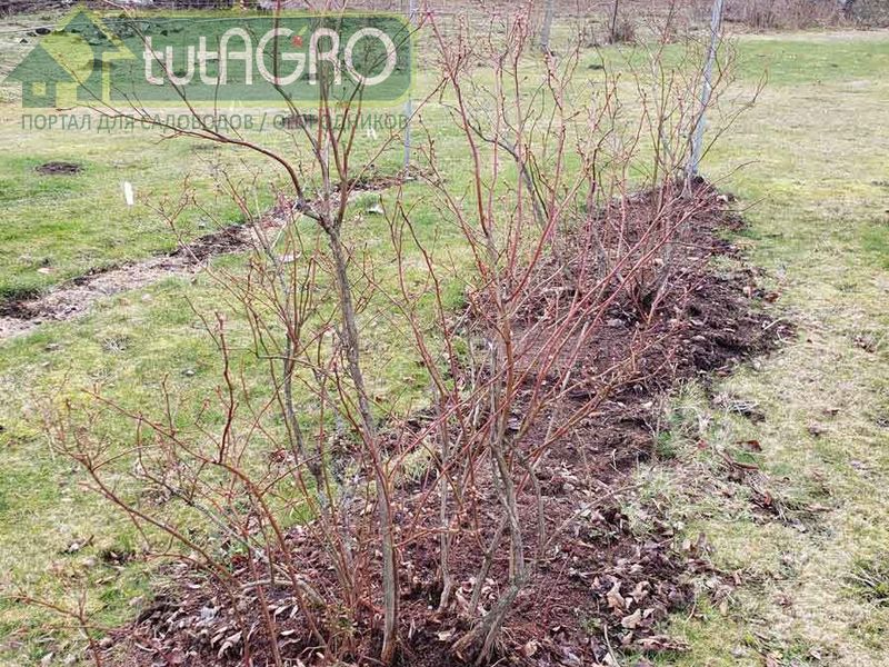 Весенняя подкормка голубики - AGROzen