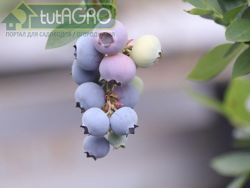 Суперподкормки для голубики. Весенняя и летняя подкормка - AGROzen