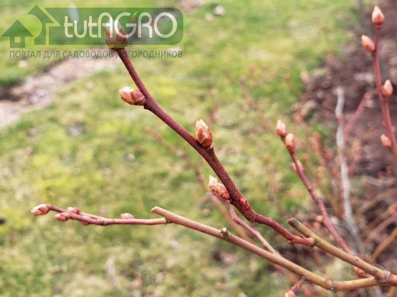 Летняя подкормка голубики - AGROzen