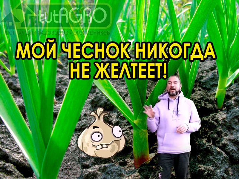 В этом видео Иван Русских напомнит вам рецепт пентасульфатной подкормки, которой нужно подкормить чеснок, лук, капусту, редис и... голубику! Одна подкормка от желтых кончиков у чеснока