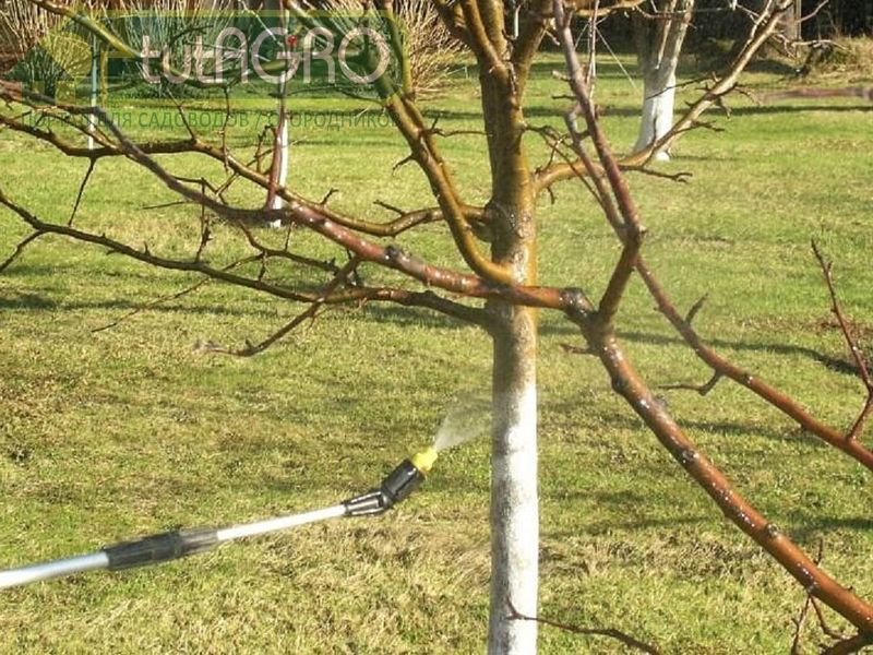 Самые распространенные болезни наших садов -  раковые заболевания как грибной, так  бактериальной природы - AGROzen