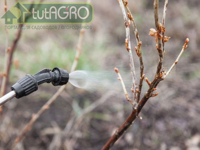 Дезинфекция сада с гарантией - AGROzen