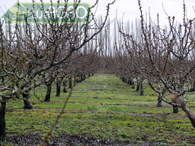 Биолог Иван Русских предлагает два надежных способа дезинфекции сада - AGROzen