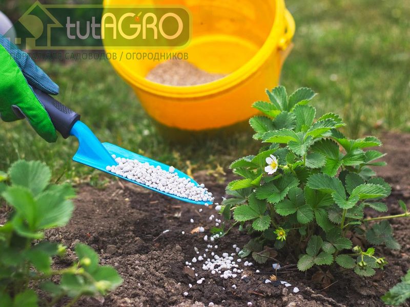 Почему одни жидкие удобрения гораздо дороже других? - AGROzen