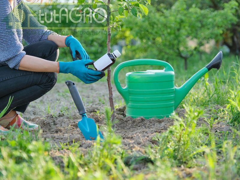 Популярные препараты для растений - покупать или нет? - AGROzen