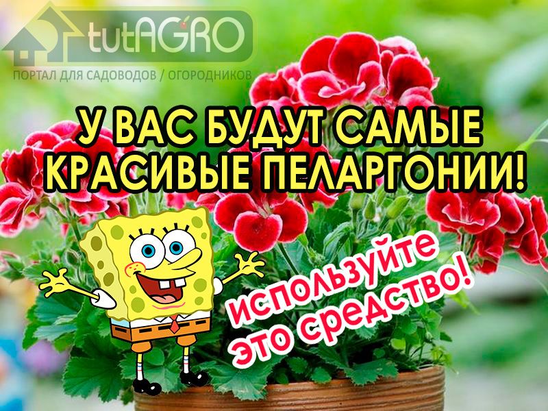 Пеларгония зональная, в народе - герань, а также ее родственницы пеларгония королевская и плющелистная (ампельная) выращивать совсем несложно. Просто надо знать несколько простых правил. О посадке, размещении, поливе, подкормках и защите пеларгонии от болезней и вредителей смотрите в этом выпуске. А вы используете эти подкормки для герани?