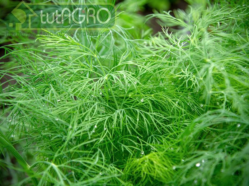 Расселение укропа по участку способствует увеличению плодородия почвы - AGROzen