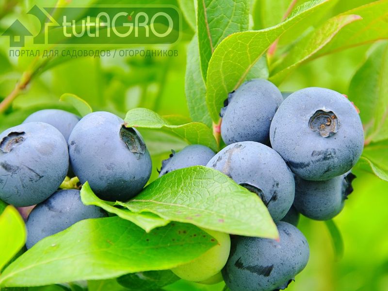 Почва для голубики - AGROzen