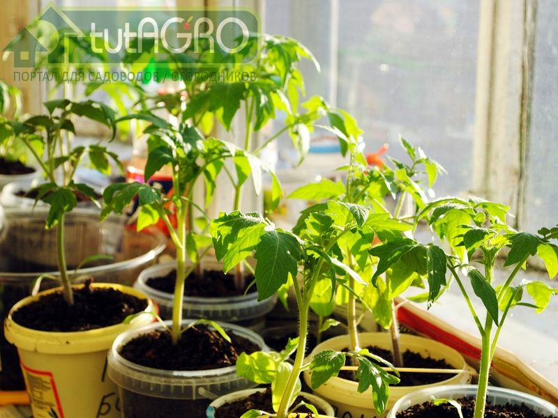 Кондиционер для рассады - AGROzen