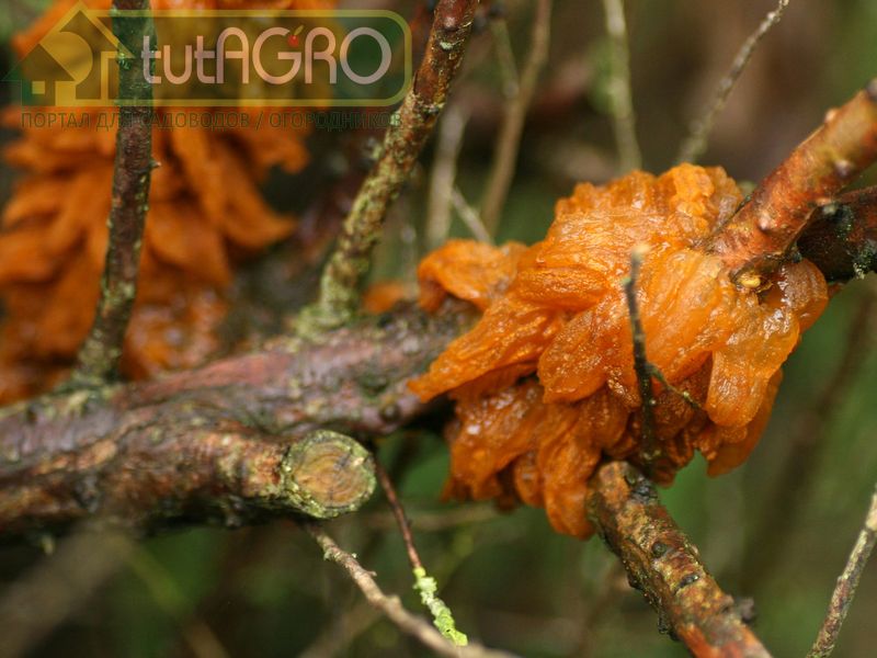 Ржавчина — опасное грибковое заболевание - AGROzen