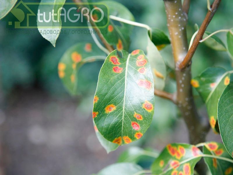 Профилактика и лечение ржавчины в саду - AGROzen