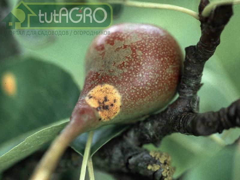 Ржавчина может затронуть и побеги, и даже плоды груши - AGROzen