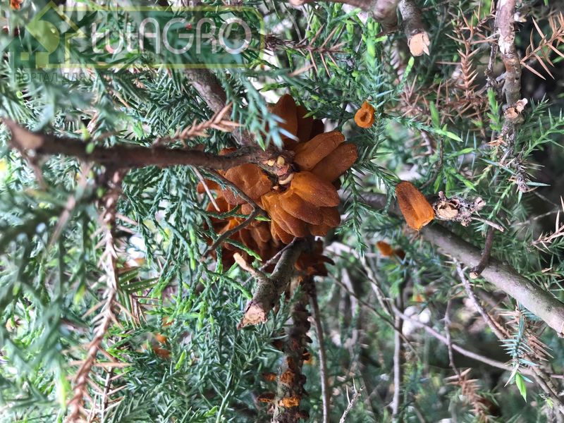 Если с болезнью не бороться, то споры грибка распространятся по всему саду, деревья ослабнут и могут погибнуть - AGROzen