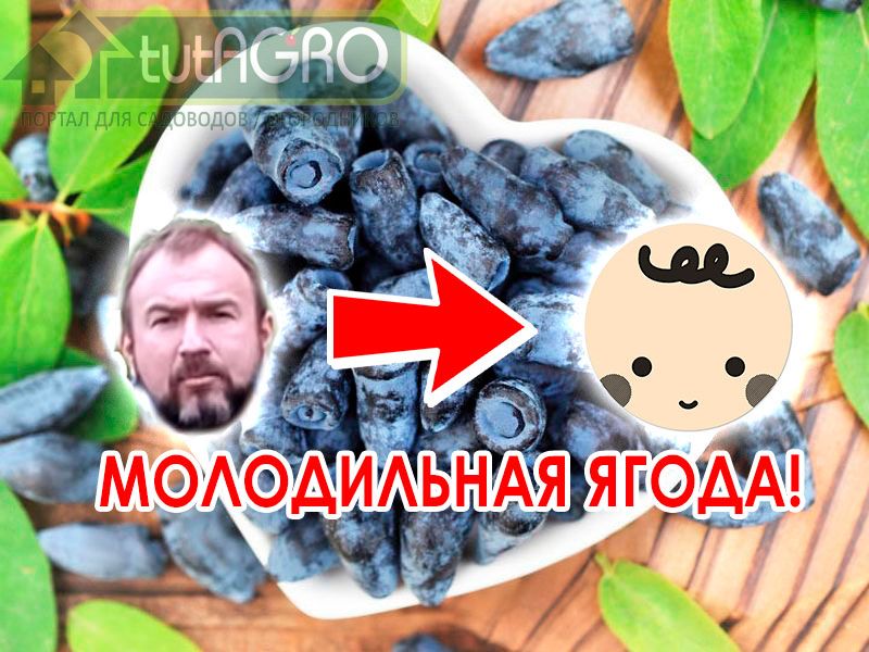 Жимолость — неприхотливая культура, которую легко выращивать. Но для больших урожаев важно знать, как подкормить жимолость. Об этом и будет это видео. Кормим жимолость!
