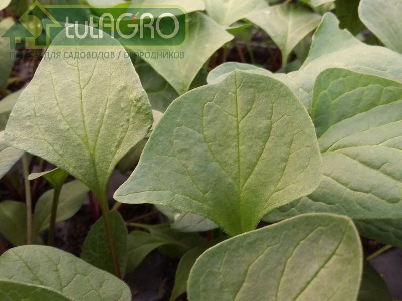 Паутинный клещ - AGROzen