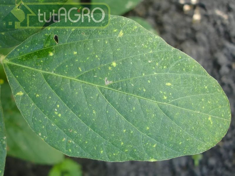 Что случилось с баклажаном? Начали желтеть листья? - AGROzen