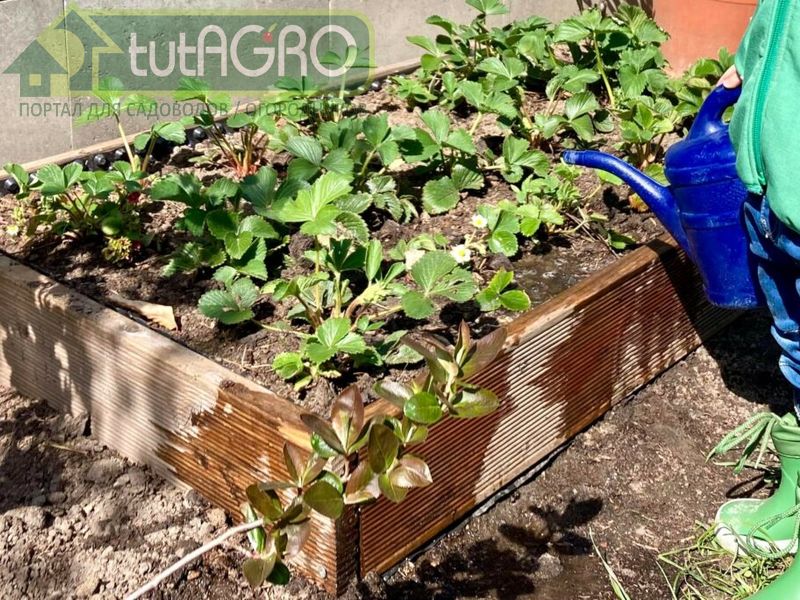 Клубнику можно высаживать и в весенний период, в конце апреля-начале мая - AGROzen
