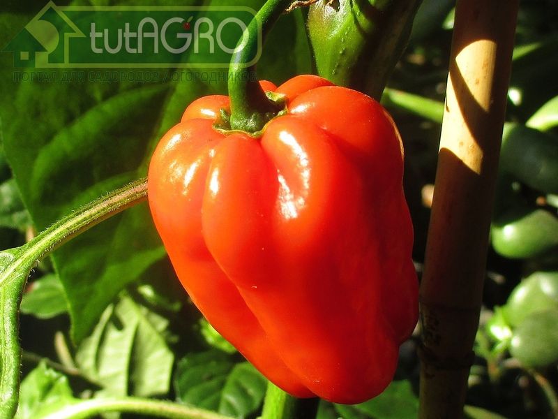 Увядание перца: повреждение корневой системы вредителями - AGROzen