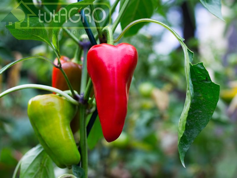 Завял перец. Что делать? - AGROzen