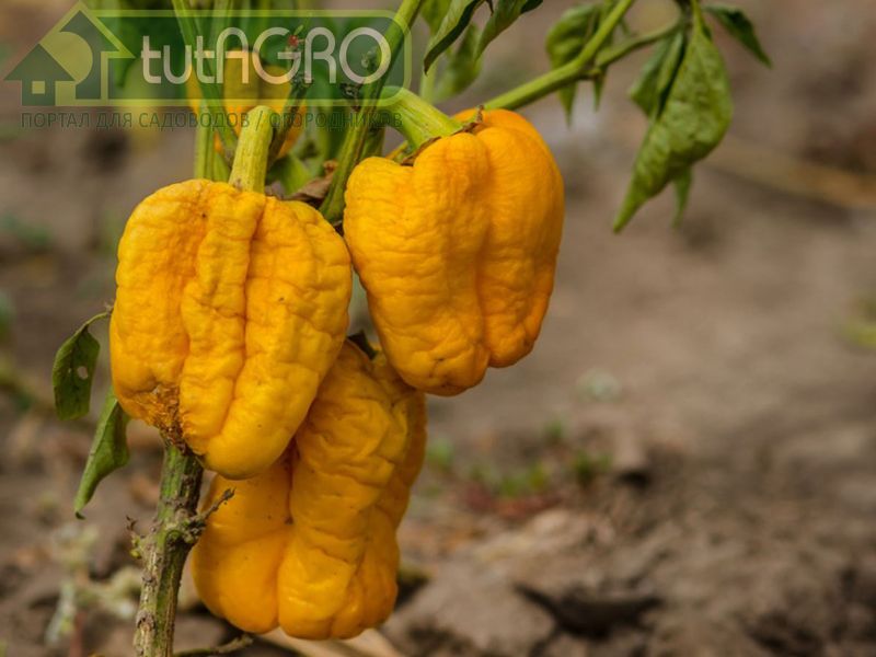 От чего сморщился перец? Причины увядания перца - AGROzen