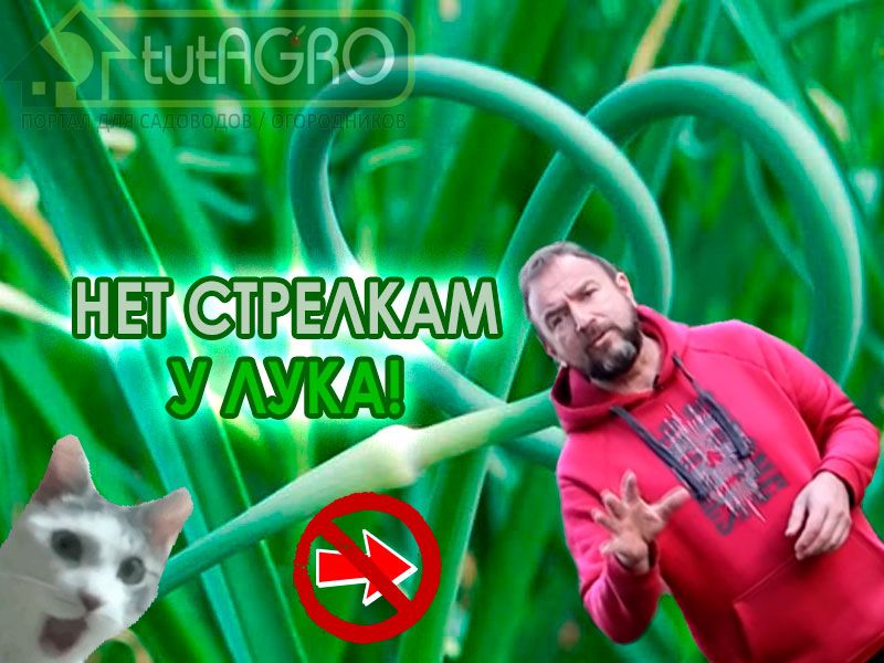 Стрелкование лука – результат плохого хранения зимой. Как можно полностью избежать рисков стрелкования лука. Как именно хранится лук-севок из магазина? Отличный лук без стрелок!