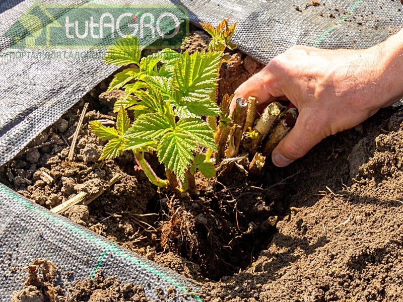 Малина, как традиционная, так и ремонтантная, является большим любителем азота - AGROzen