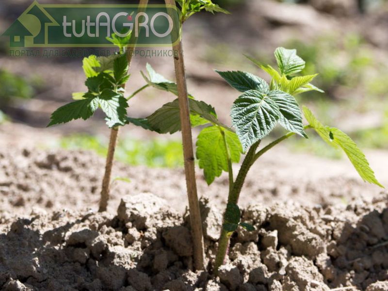 Кальциевая селитра является щелочным удобрением и для малины не очень подходит - AGROzen