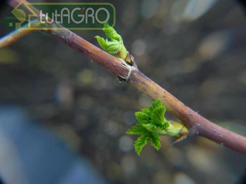 Еще одни важный элемент питания малины – это железо - AGROzen