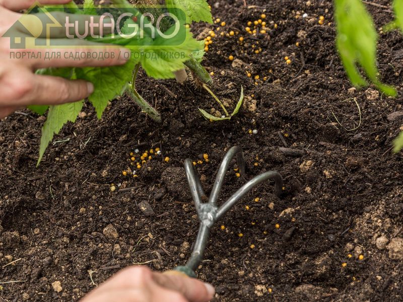 Самый простой и потому распространенный метод подкормки малины - обкладывание кустов органическими удобрениями - AGROzen