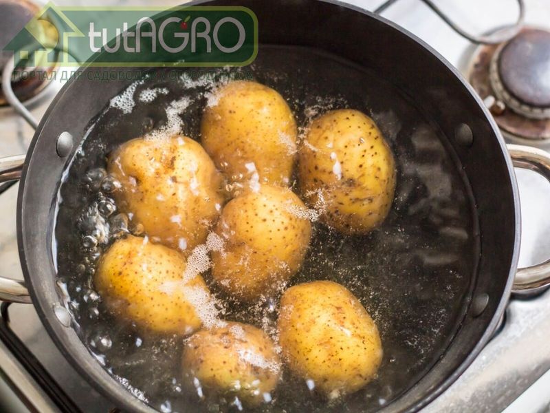 Рецепт картофельного отвара Рецепт картофельного отвара - AGROzen