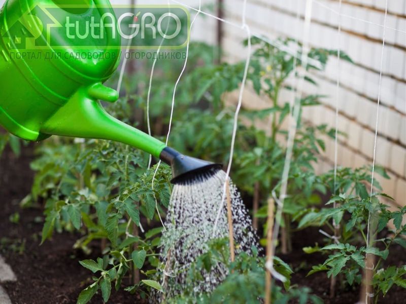 Жидкое золото для рассады и не только - AGROzen