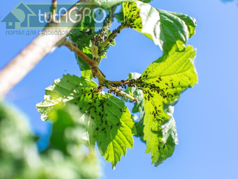 Совместимость субстрата «Защитник сада и огорода Форте» - AGROzen
