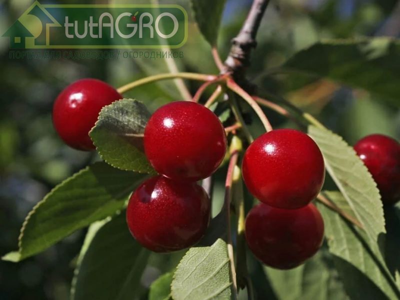 Субстрат «Защитник сада и огорода Форте». Обзор от Ивана Русских - AGROzen