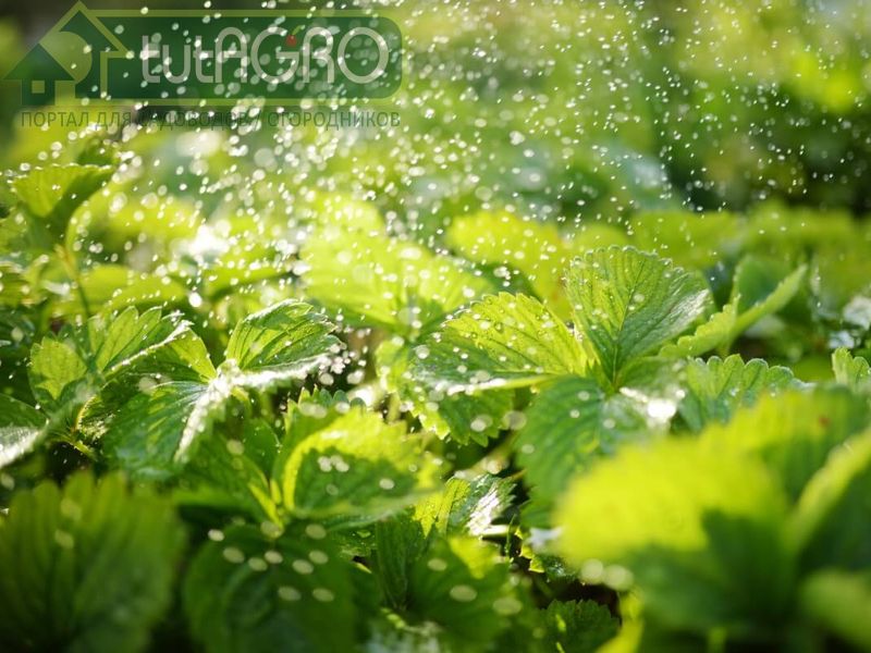 Три эффективных способа сохранения урожая клубники - AGROzen