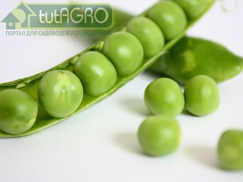 При выборе посевного материала надо обращать внимание на внешний вид горошин - AGROzen