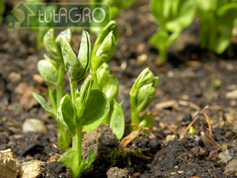 Клубеньковый долгоносик способен уничтожить значительную часть поздних посевов гороха - AGROzen